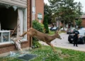 Deer crashes into Owen Sound apartment bedroom